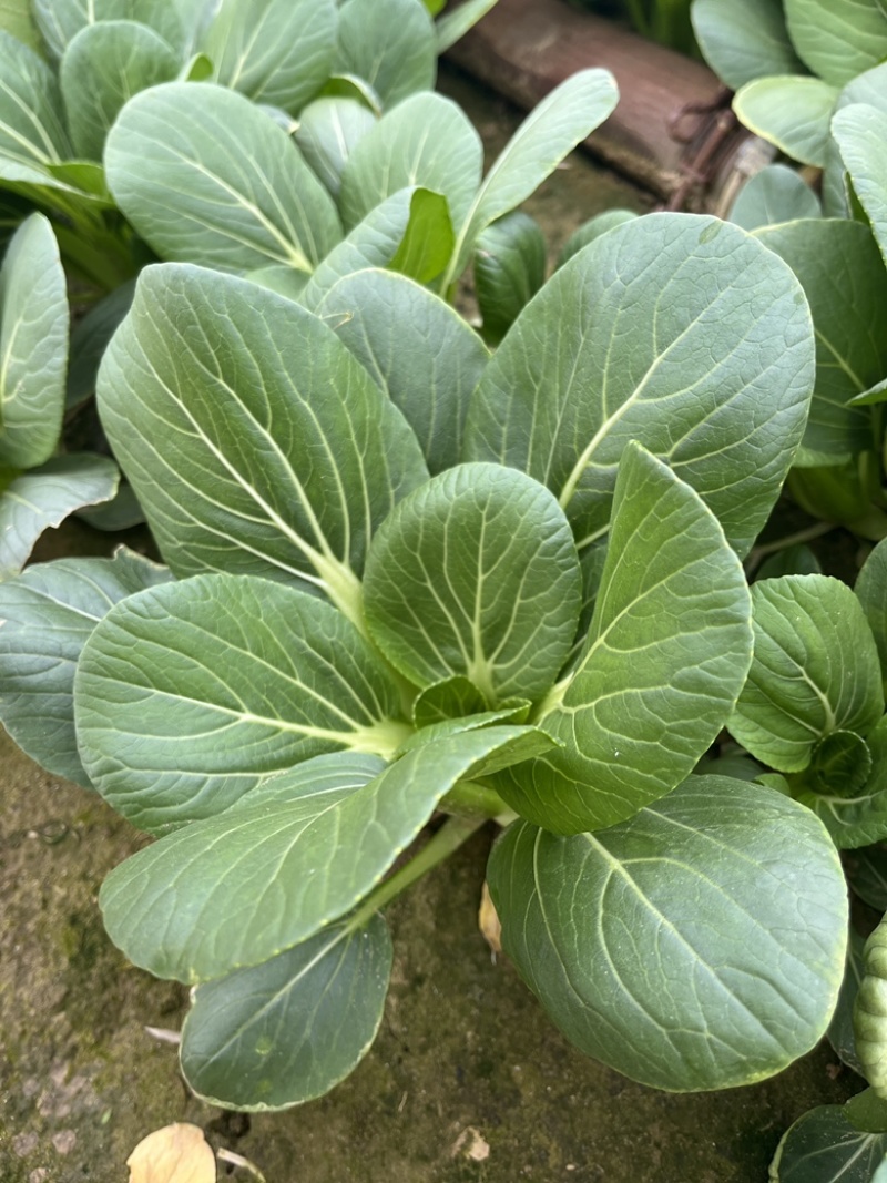 上海青青菜油菜
