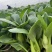 上海青青菜油菜