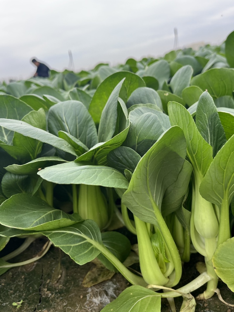 上海青青菜油菜