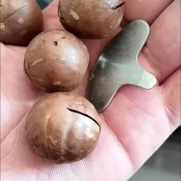 夏威夷果一件代发