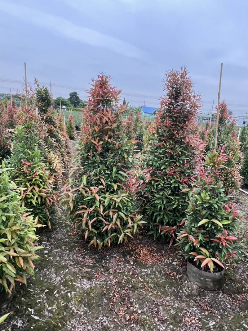 （红车）鸿运当头，高度1米-1米8大量现货需要的来电咨询