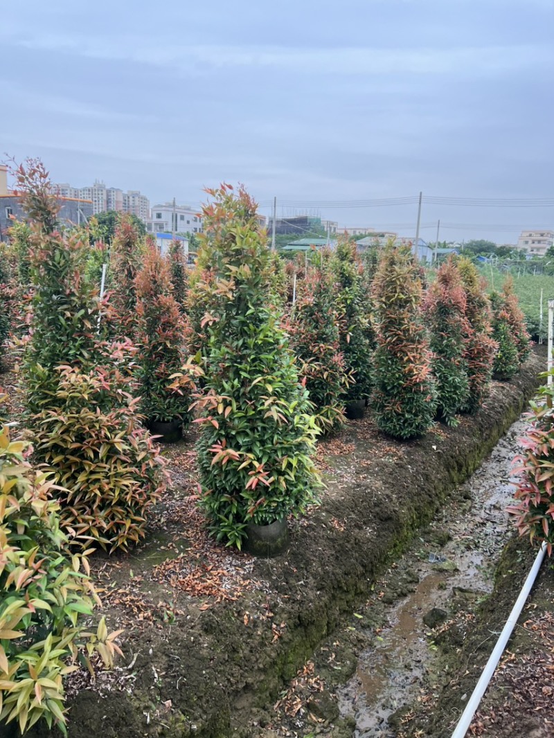 （红车）鸿运当头，高度1米-1米8大量现货需要的来电咨询