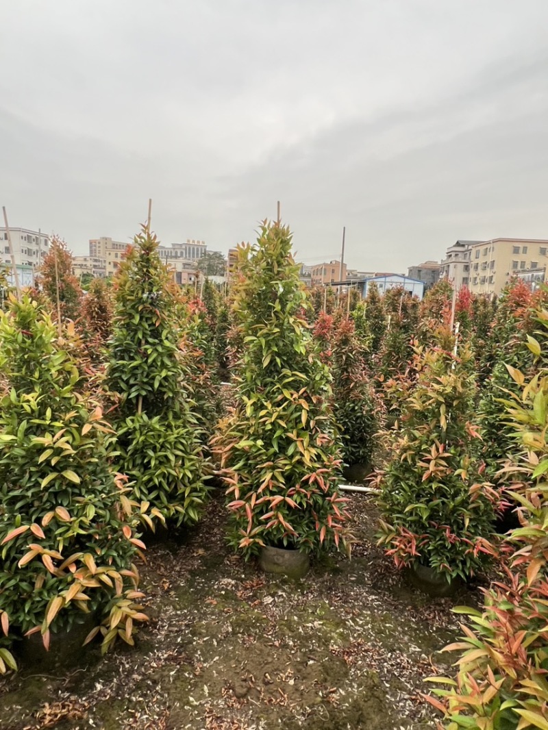 （红车）鸿运当头，高度1米-1米8大量现货需要的来电咨询