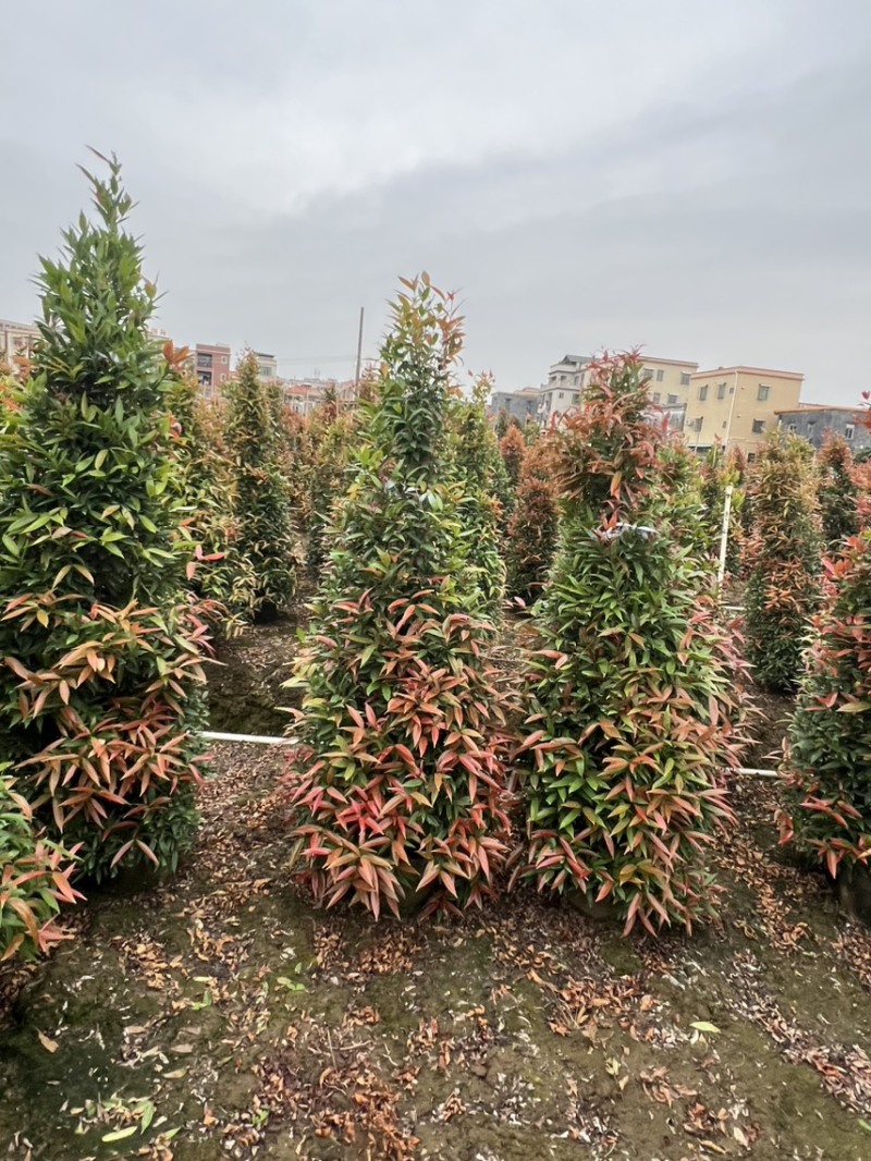 （红车）鸿运当头，高度1米-1米8大量现货需要的来电咨询