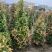 （红车）鸿运当头，高度1米-1米8大量现货需要的来电咨询