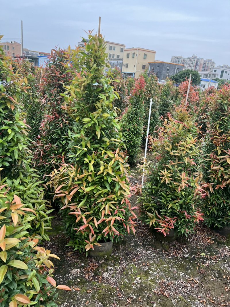 （红车）鸿运当头，高度1米-1米8大量现货需要的来电咨询