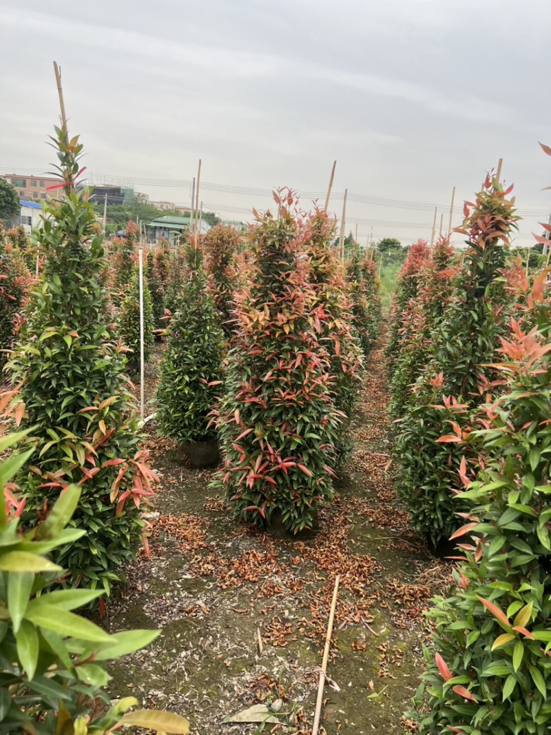 （红车）鸿运当头，高度1米-1米8大量现货需要的来电咨询
