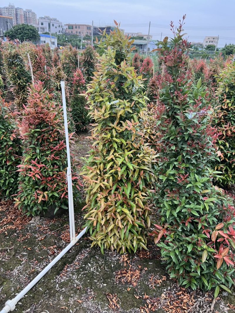 （红车）鸿运当头，高度1米-1米8大量现货需要的来电咨询