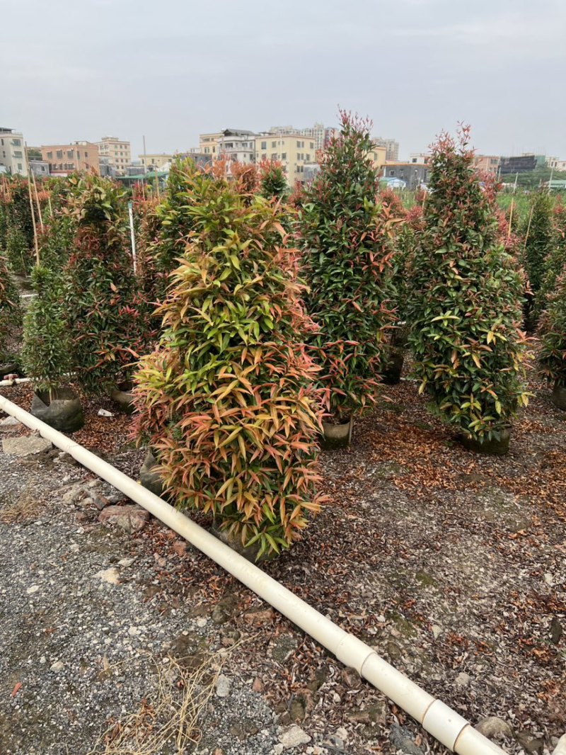 （红车）鸿运当头，高度1米-1米8大量现货需要的来电咨询