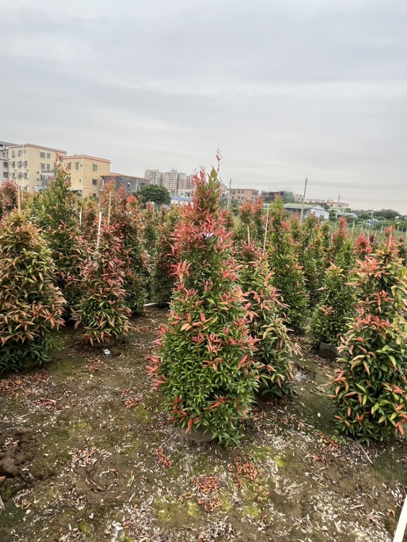 （红车）鸿运当头，高度1米-1米8大量现货需要的来电咨询