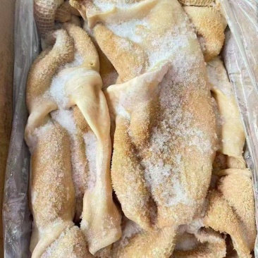 牛肚带金钱肚