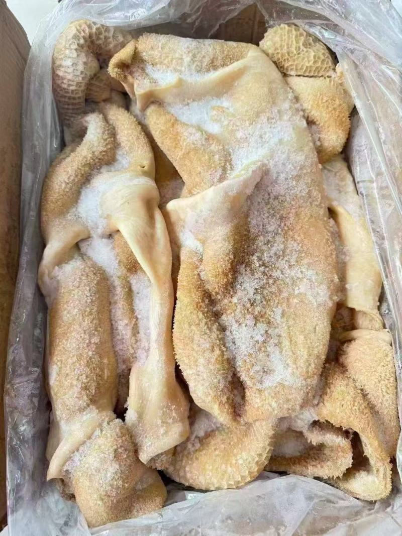 牛肚带金钱肚