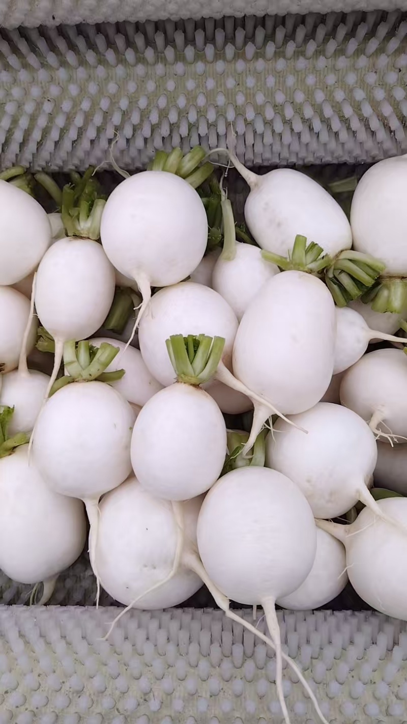 萝卜精品圆白萝卜皮脆味好产地直采大量供应