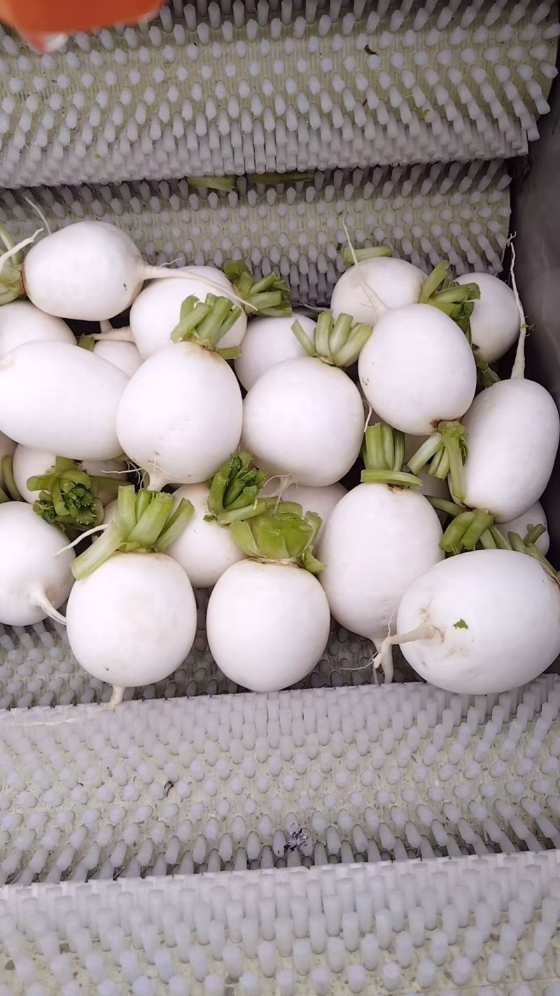 萝卜精品圆白萝卜皮脆味好产地直采大量供应