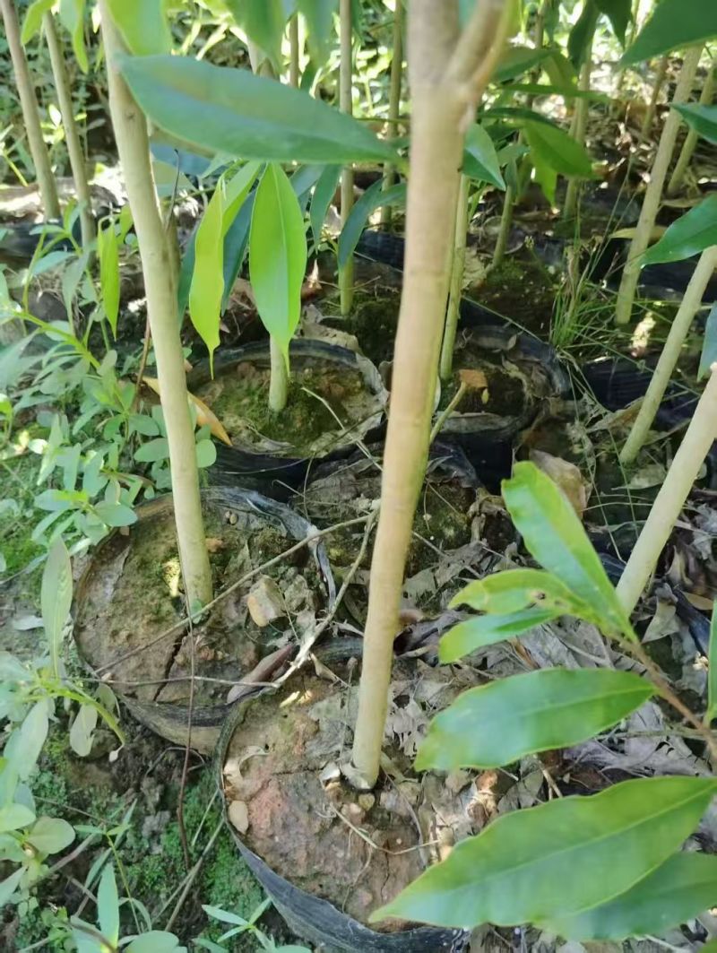沉香底苗，大量有货，大杯小杯都有，欢迎咨询