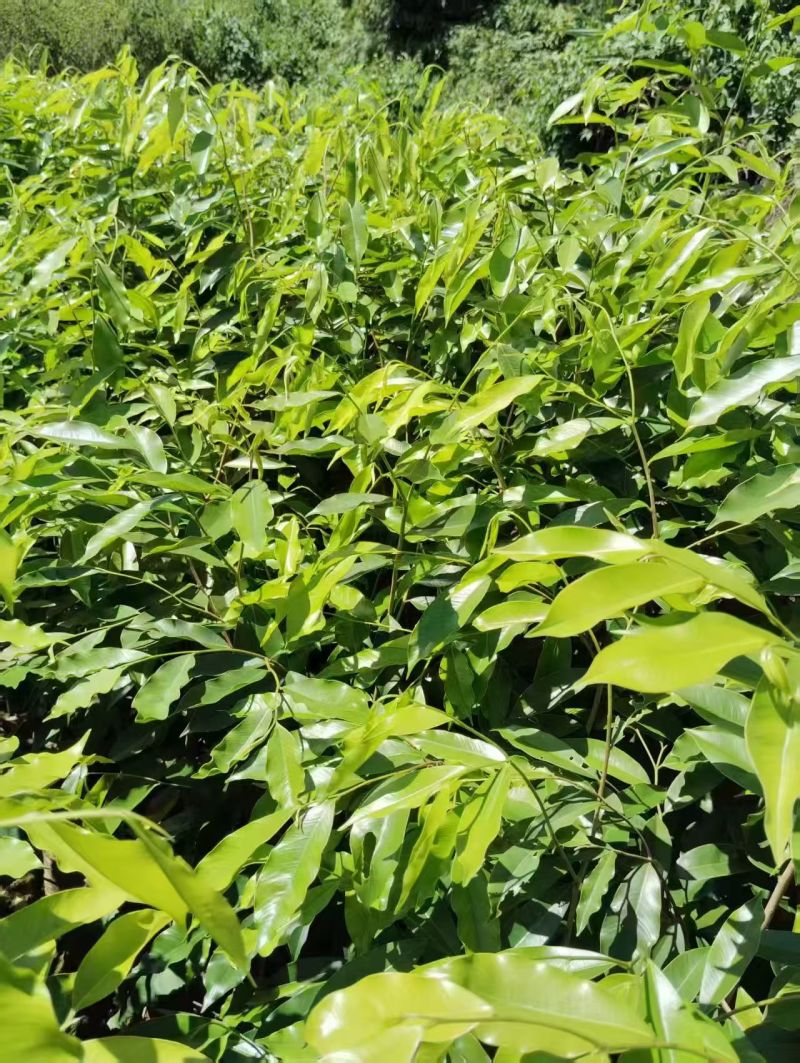 沉香底苗，大量有货，大杯小杯都有，欢迎咨询