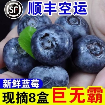 【电商代发】云南高山蓝莓电商平台一件代发