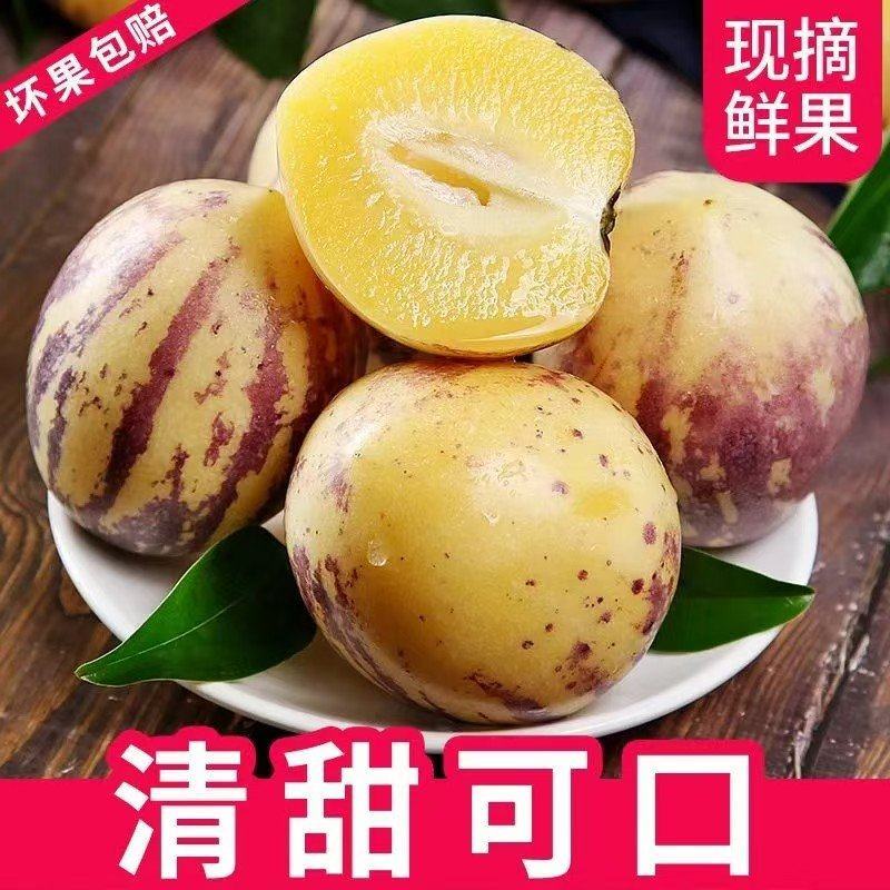 民勤大漠人参果
