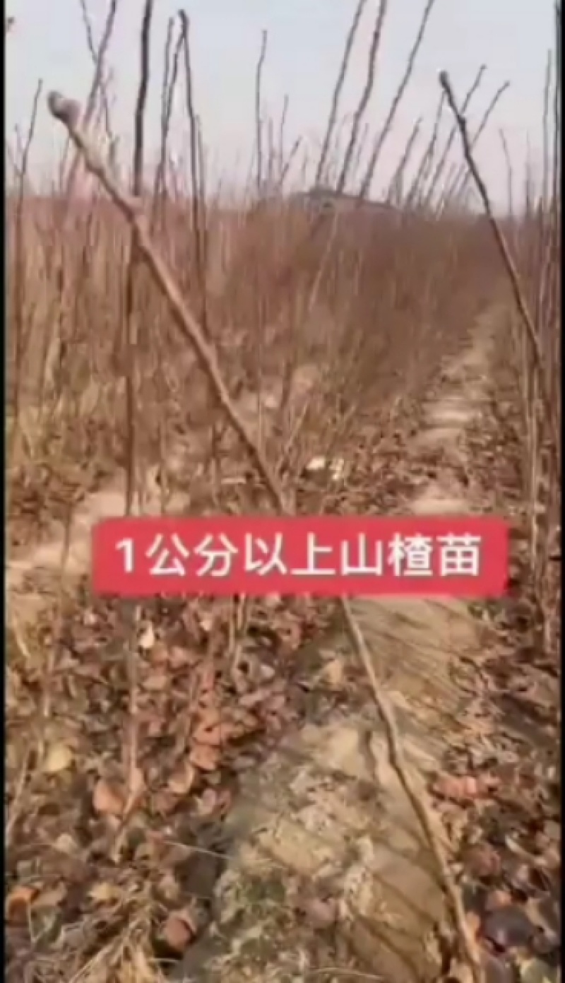 山楂苗大果山楂苗量大价优免费指导欢迎老板联系