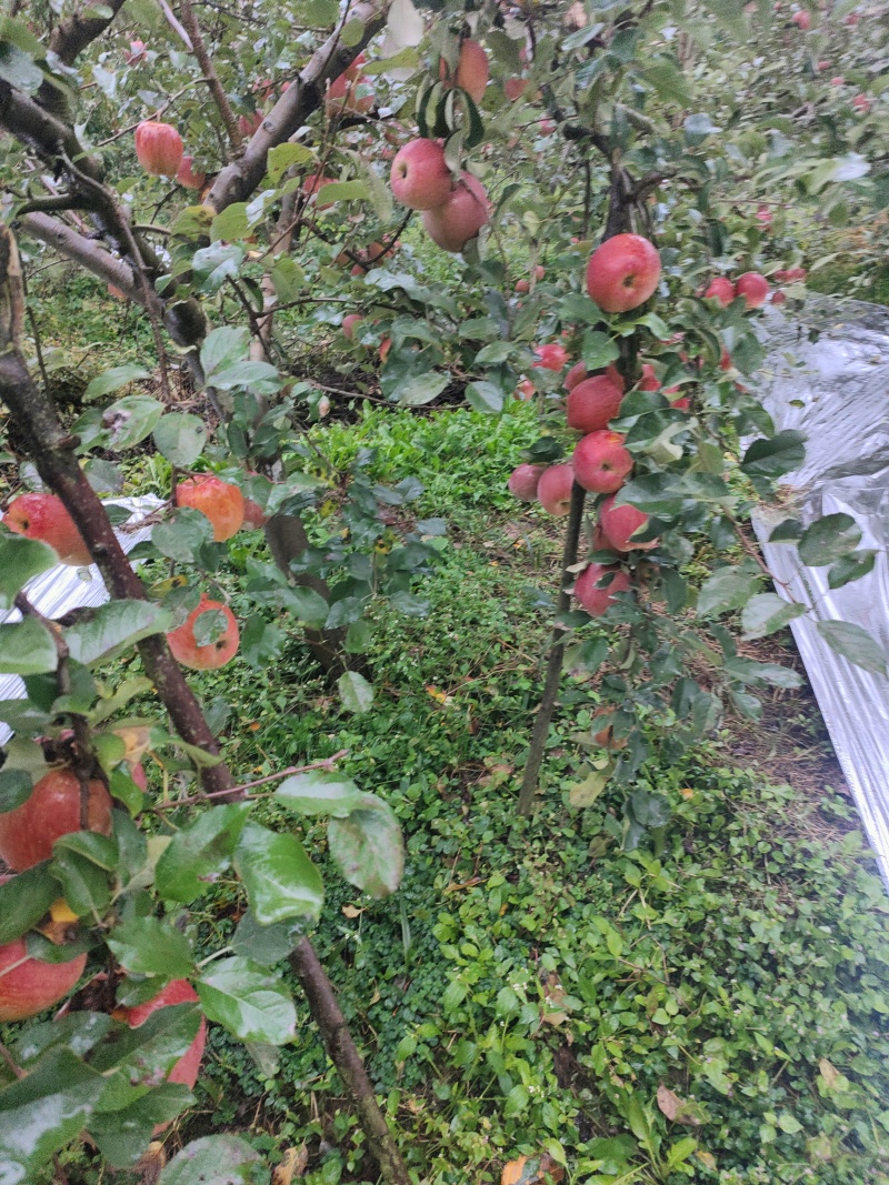 红富士，有糖心，有酸，有甜的四川雅安汉源苹果
