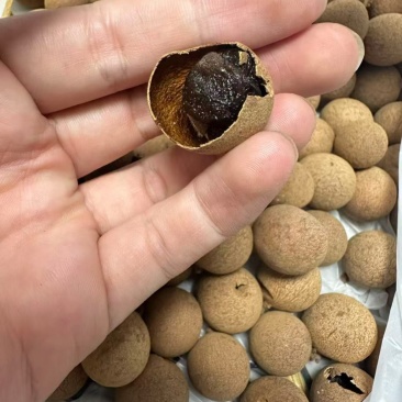 挂圆干精品货也有货
