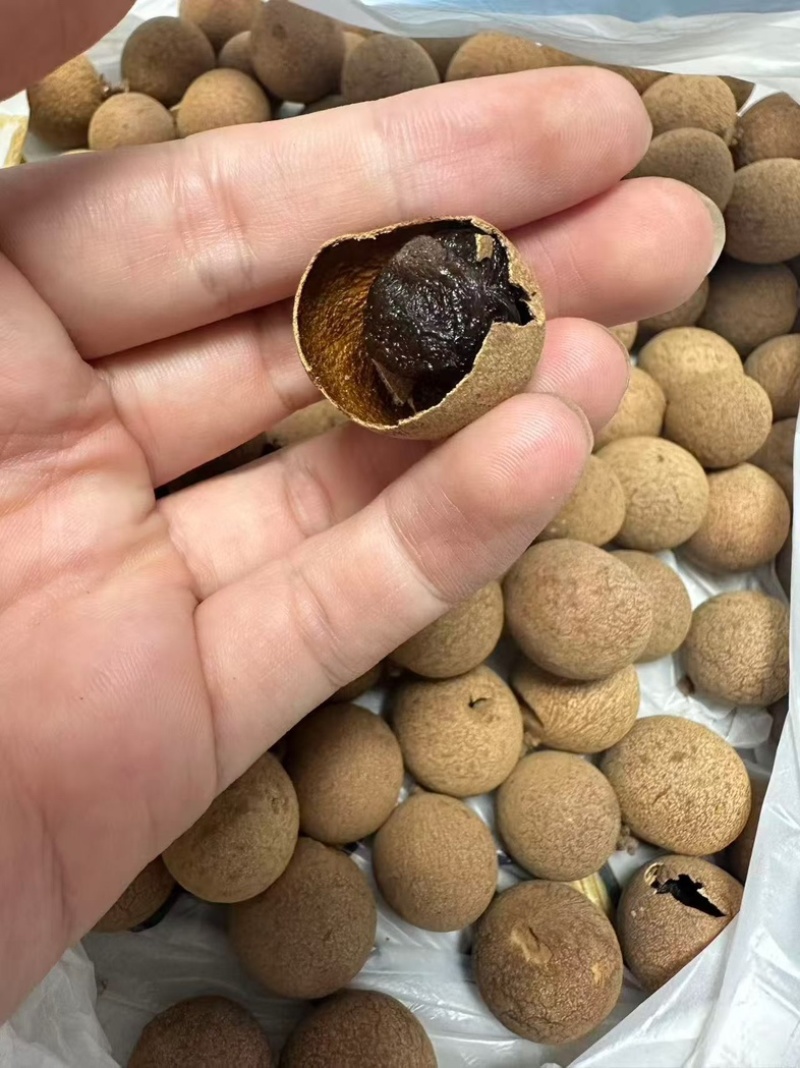 挂圆干精品货也有货