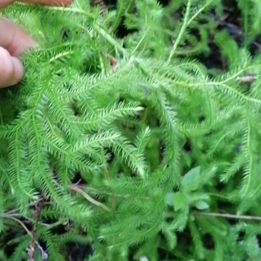 野生，鲜货，中药材，伸筋草，学名，石松