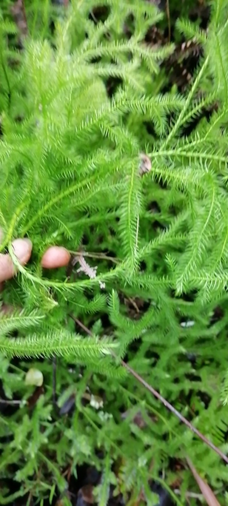 野生，鲜货，中药材，伸筋草，学名，石松