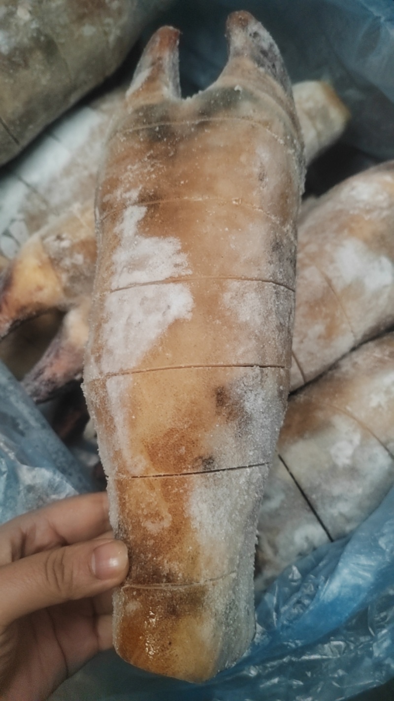 火烧牛蹄后蹄锯开的