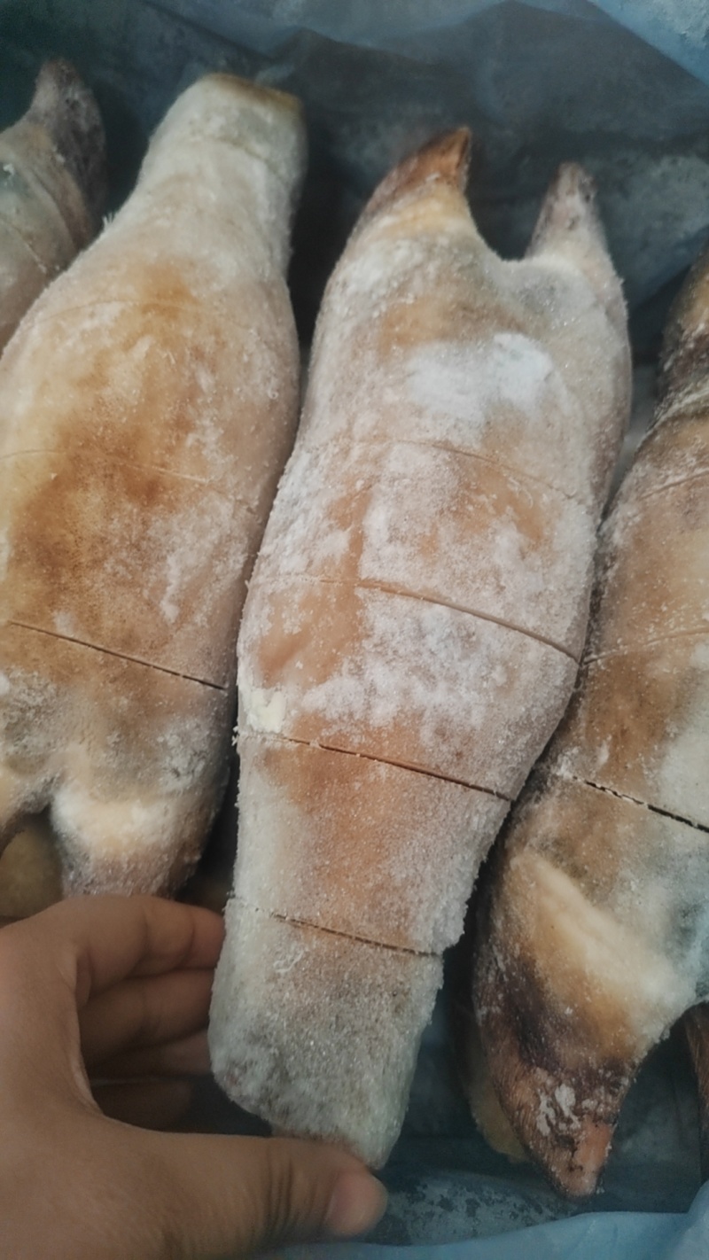 火烧牛蹄后蹄锯开的
