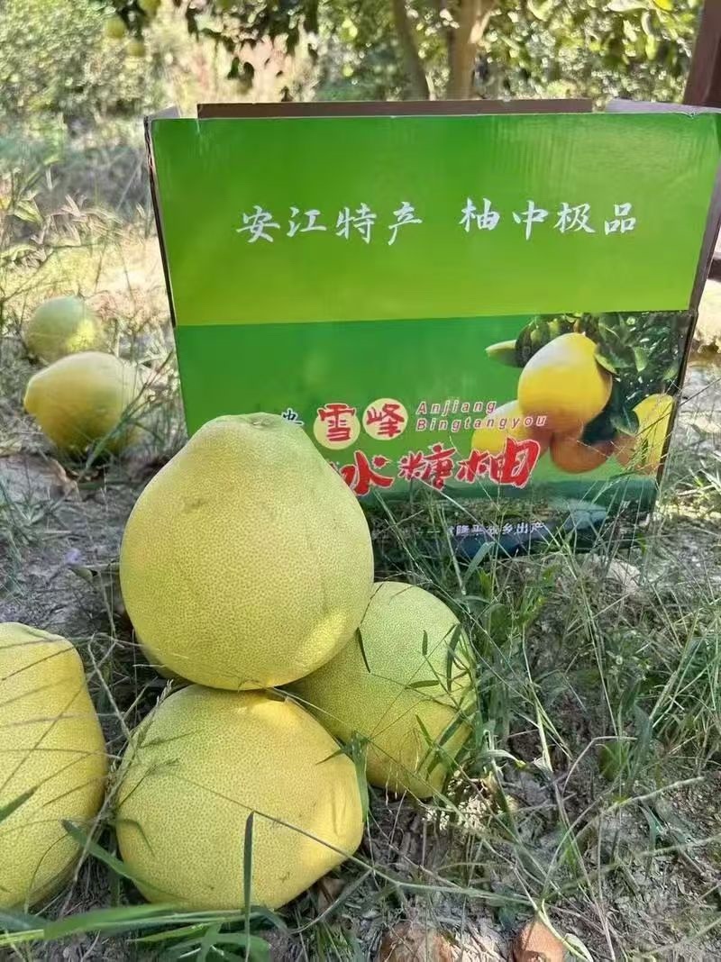 湖南怀化冰糖柚大量上市产地直发一手货源鲜甜多汁