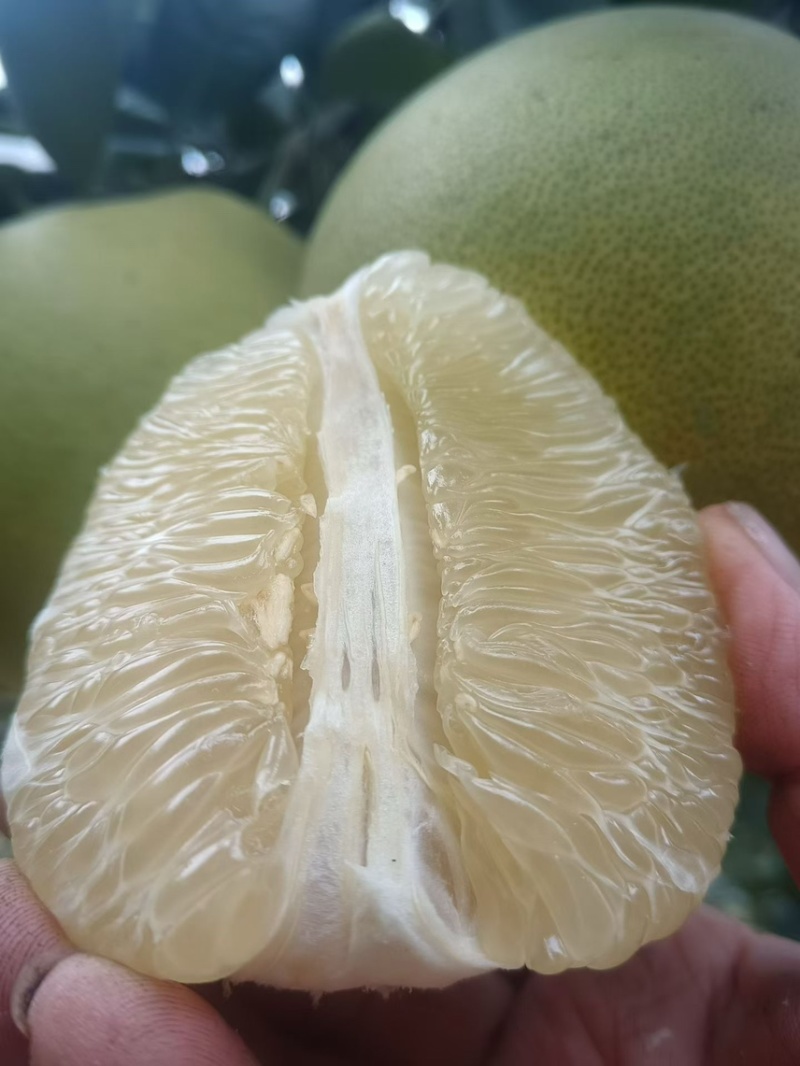 湖南怀化冰糖柚大量上市产地直发一手货源鲜甜多汁