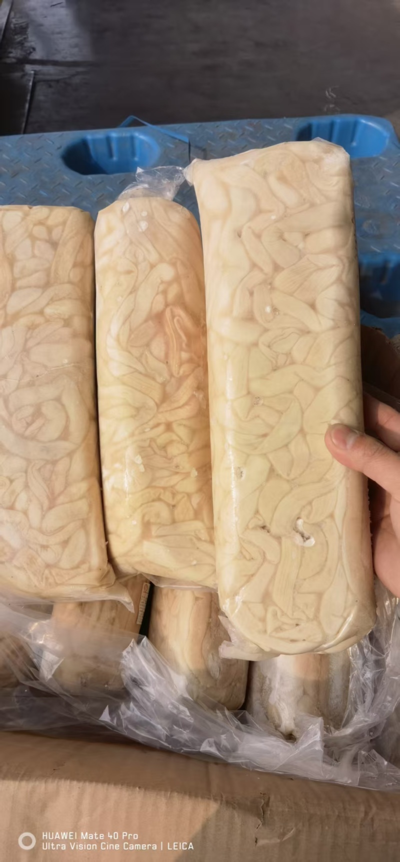 生羊盘肠