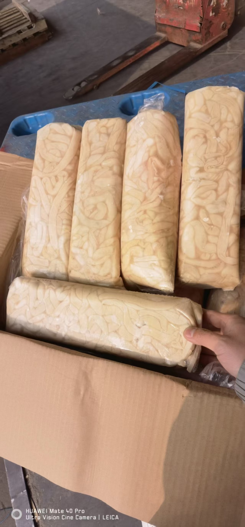生羊盘肠