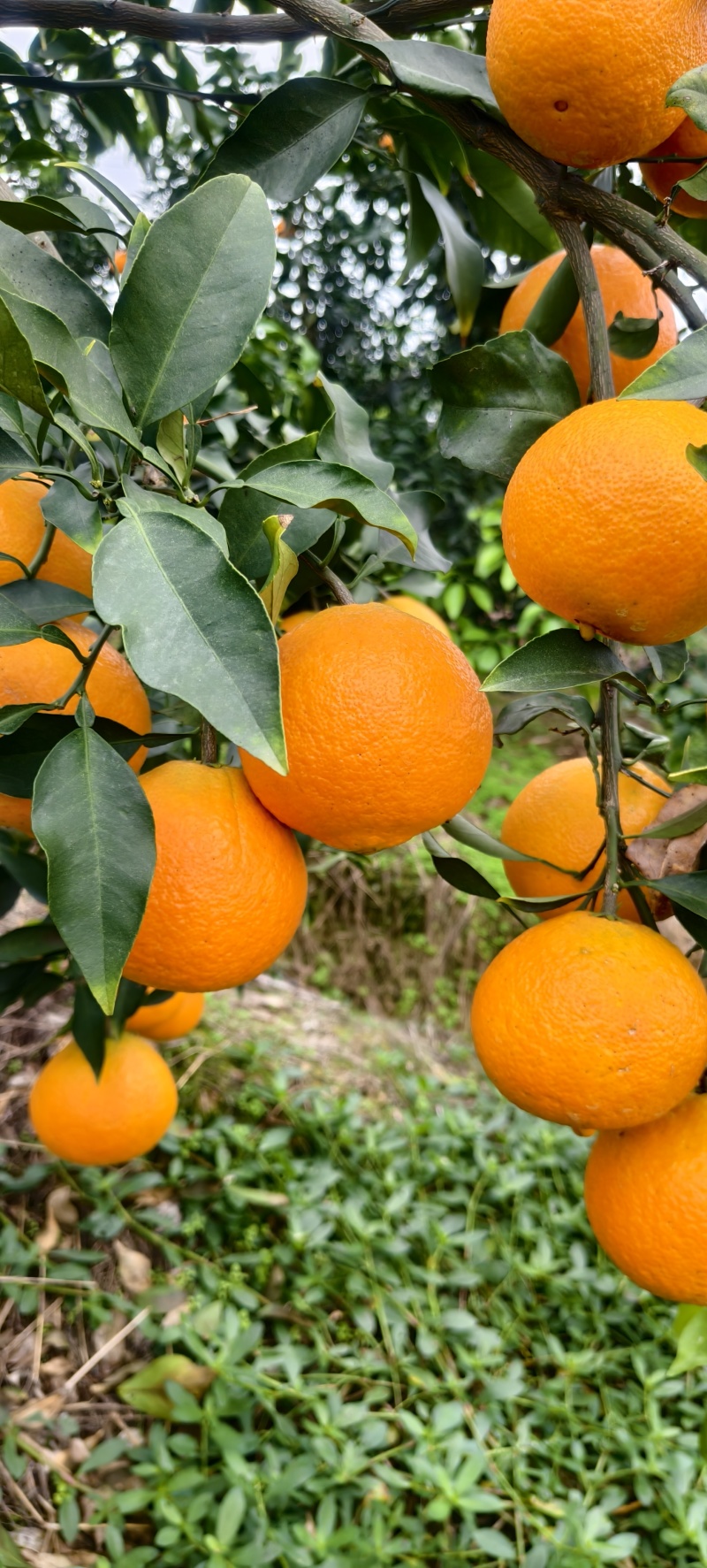 爱媛橙