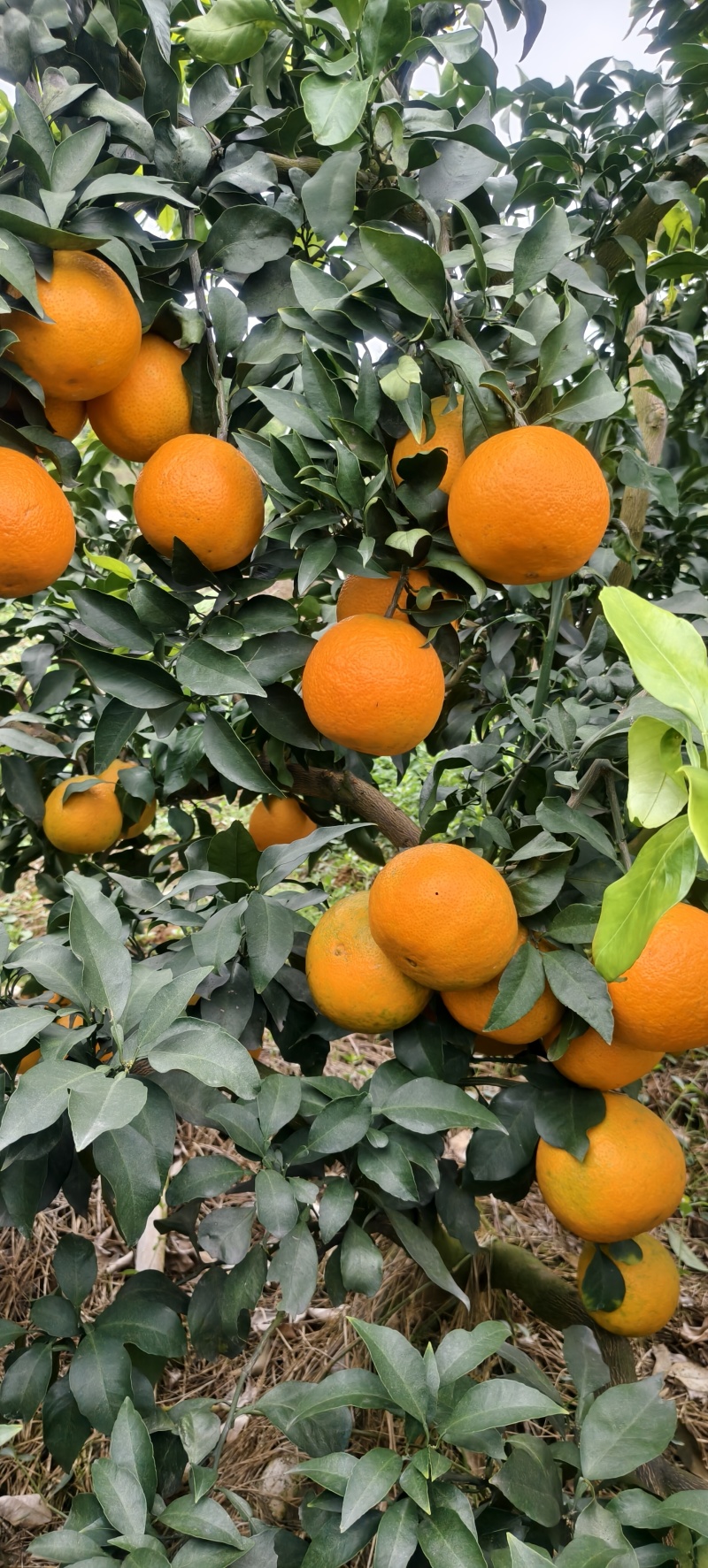 爱媛橙
