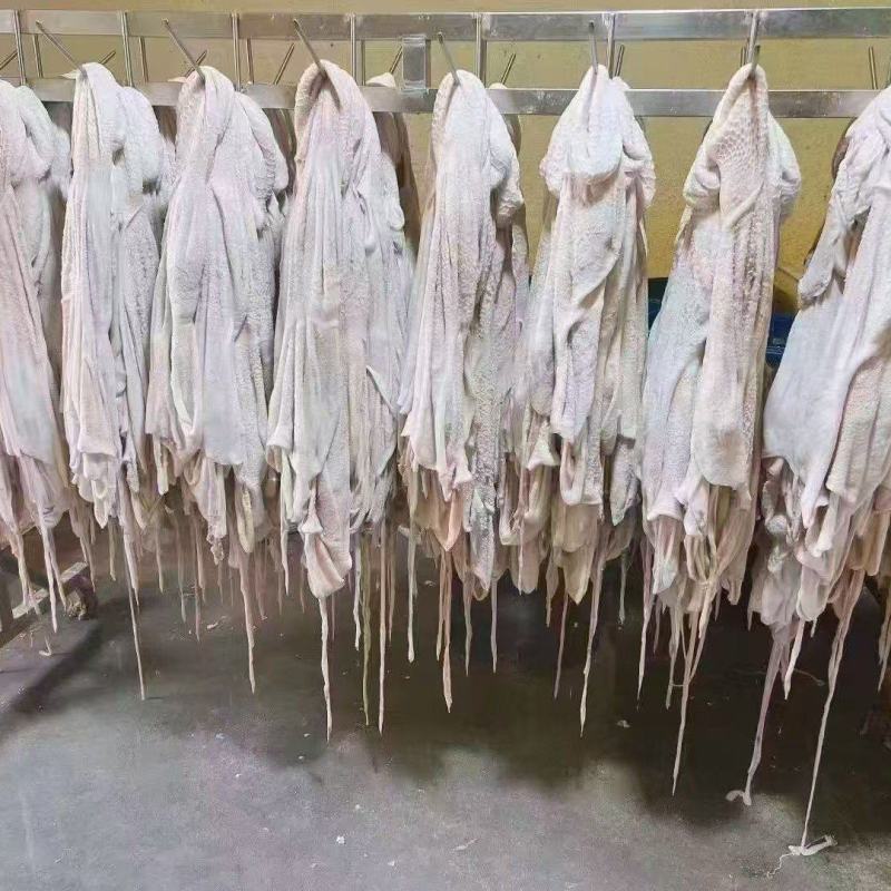 生羊净肚