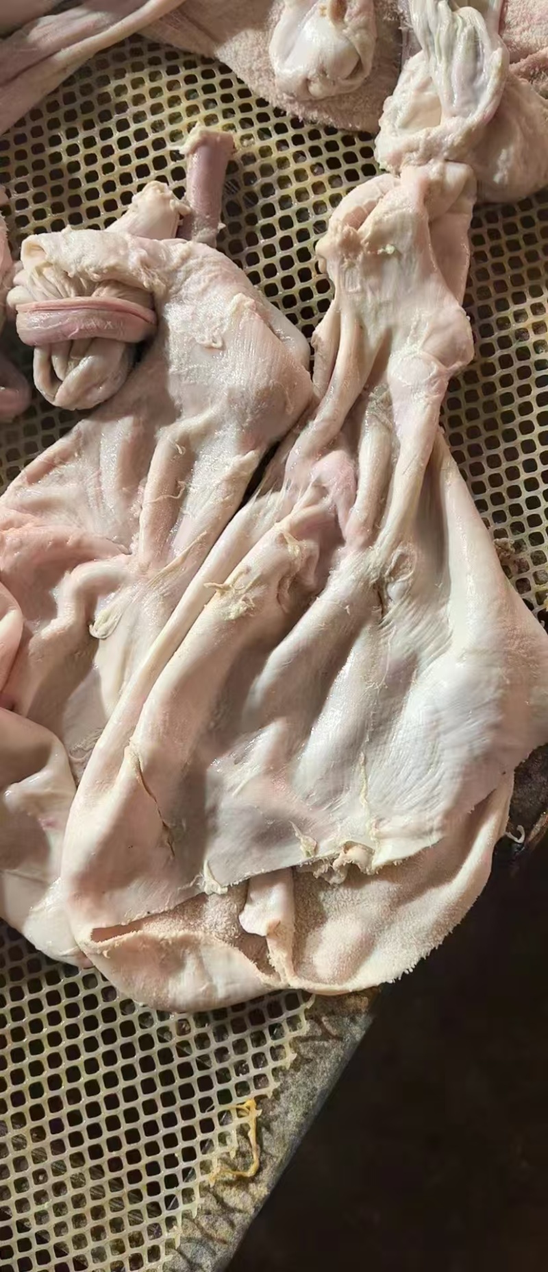 生羊净肚