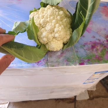 11月4号，优质菜花5000颗出售，随行就市