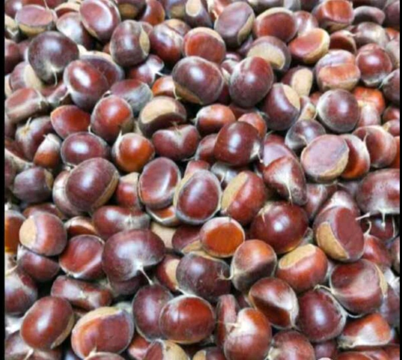 板栗，油栗，高品质