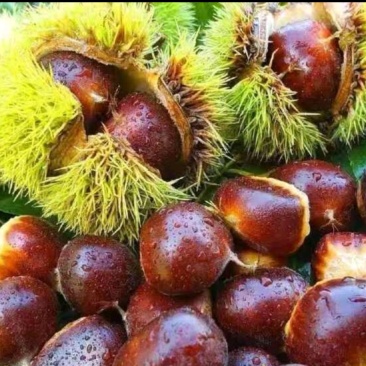 板栗，油栗，高品质