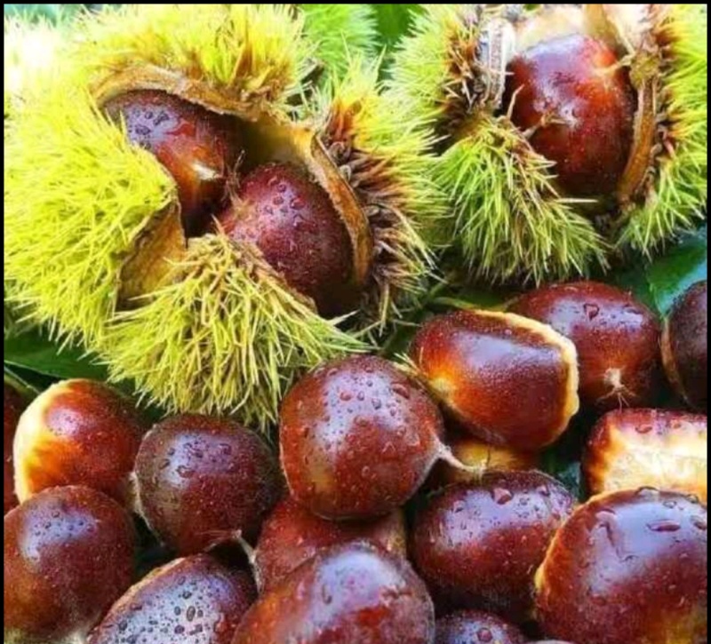 板栗，油栗，高品质