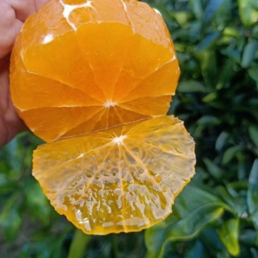 爱媛果冻橙