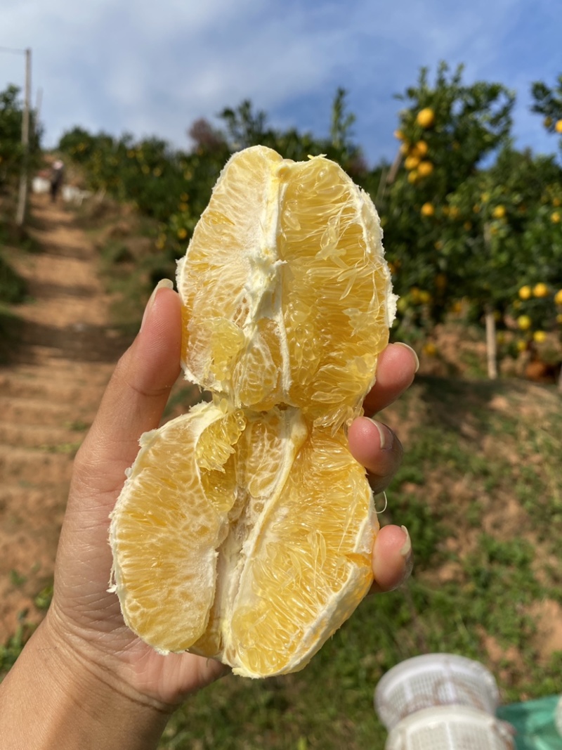 高品质赣南脐橙供应，代发，批发，集采，团购。