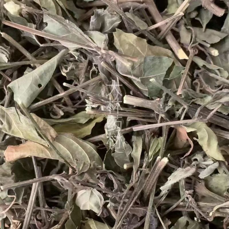 红丝线草【包邮】三斤起发货可批量可零售量大从优