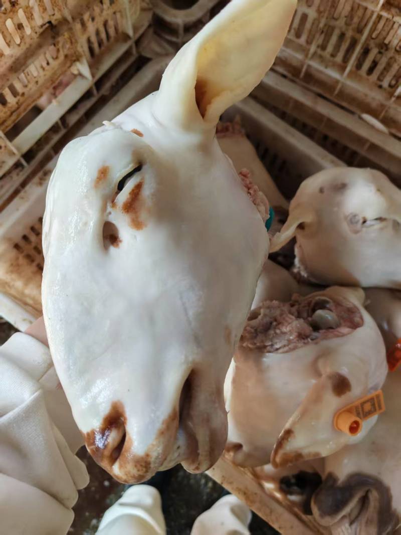 花羊头
