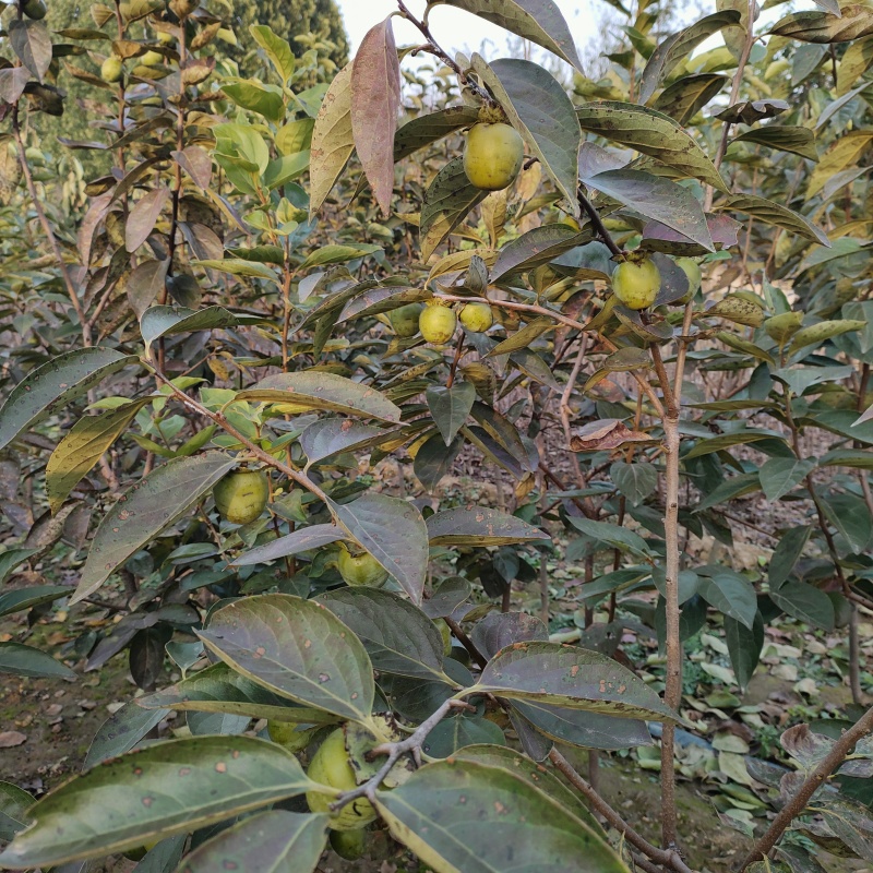柿子苗甜脆柿子苗，全国发货，现挖现发欢迎选购