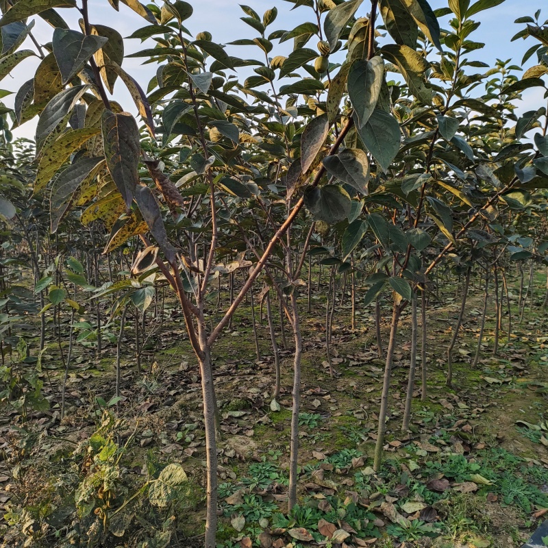 柿子苗甜脆柿子苗，全国发货，现挖现发欢迎选购