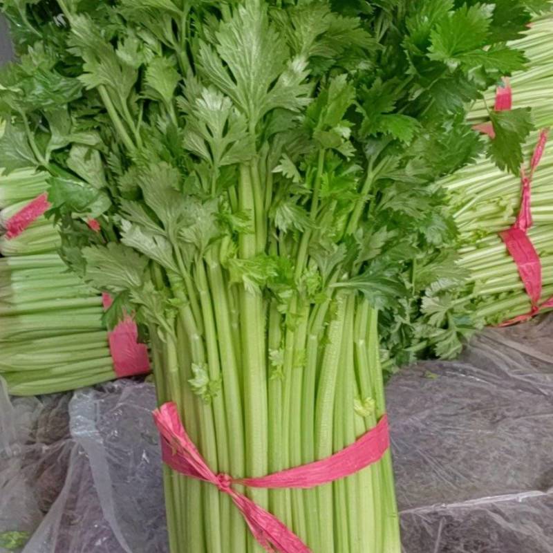 内黄县芹菜大量上市中，法国皇后，玻璃脆，对接各大市场