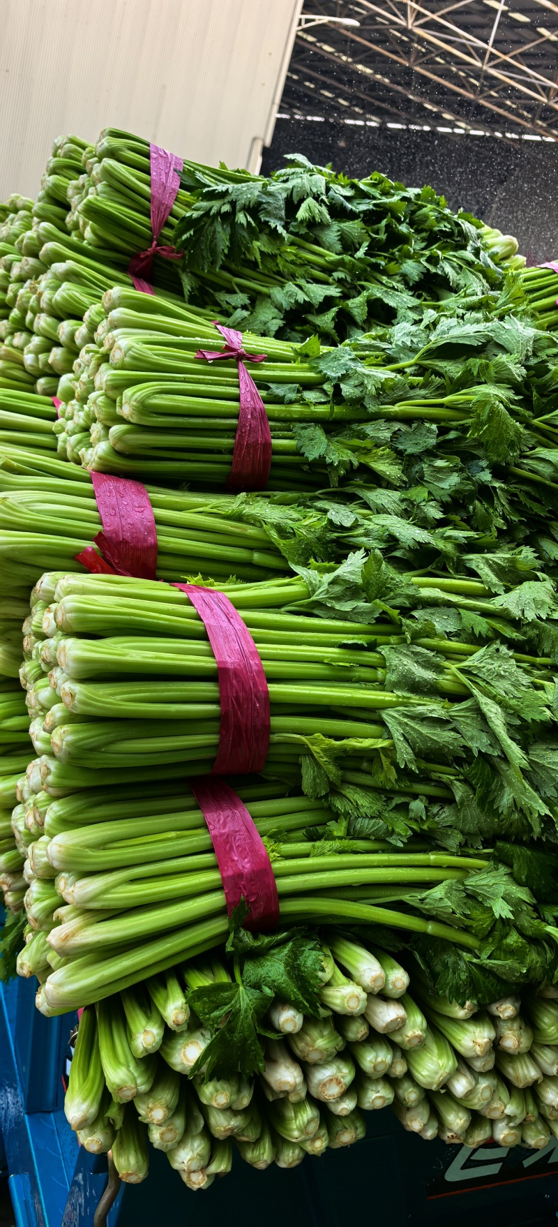 内黄县芹菜大量上市中，法国皇后，玻璃脆，对接各大市场